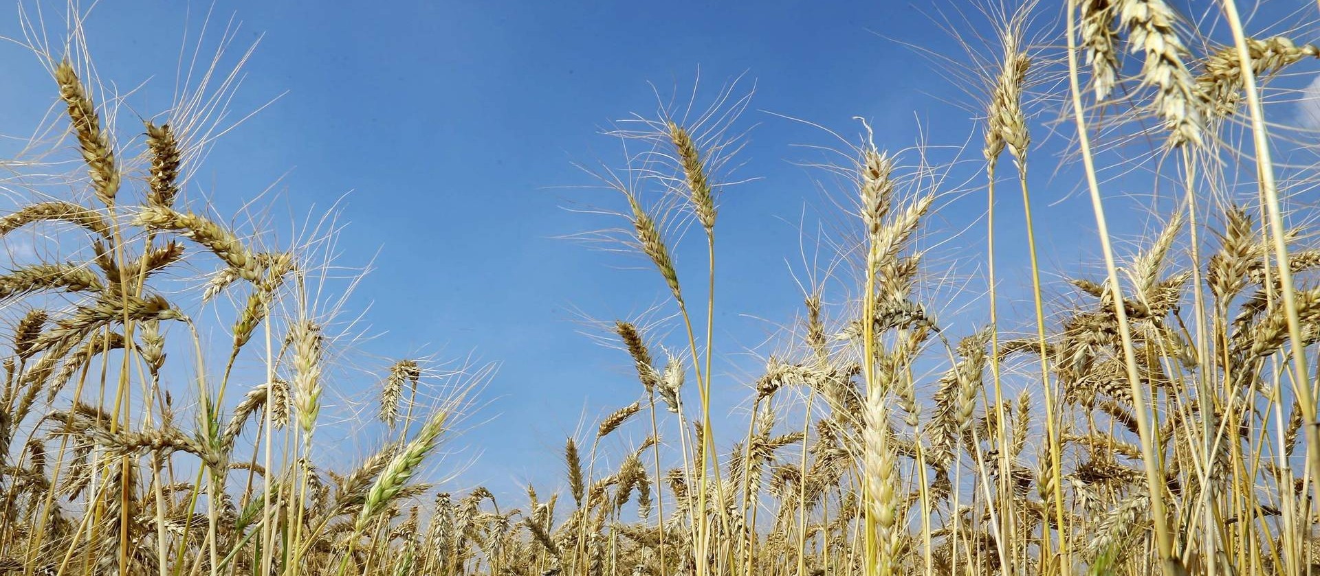 Clima ensolarado acelera colheita do trigo