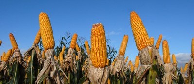 Atrasos no plantio do milho geram impacto em diversos estados