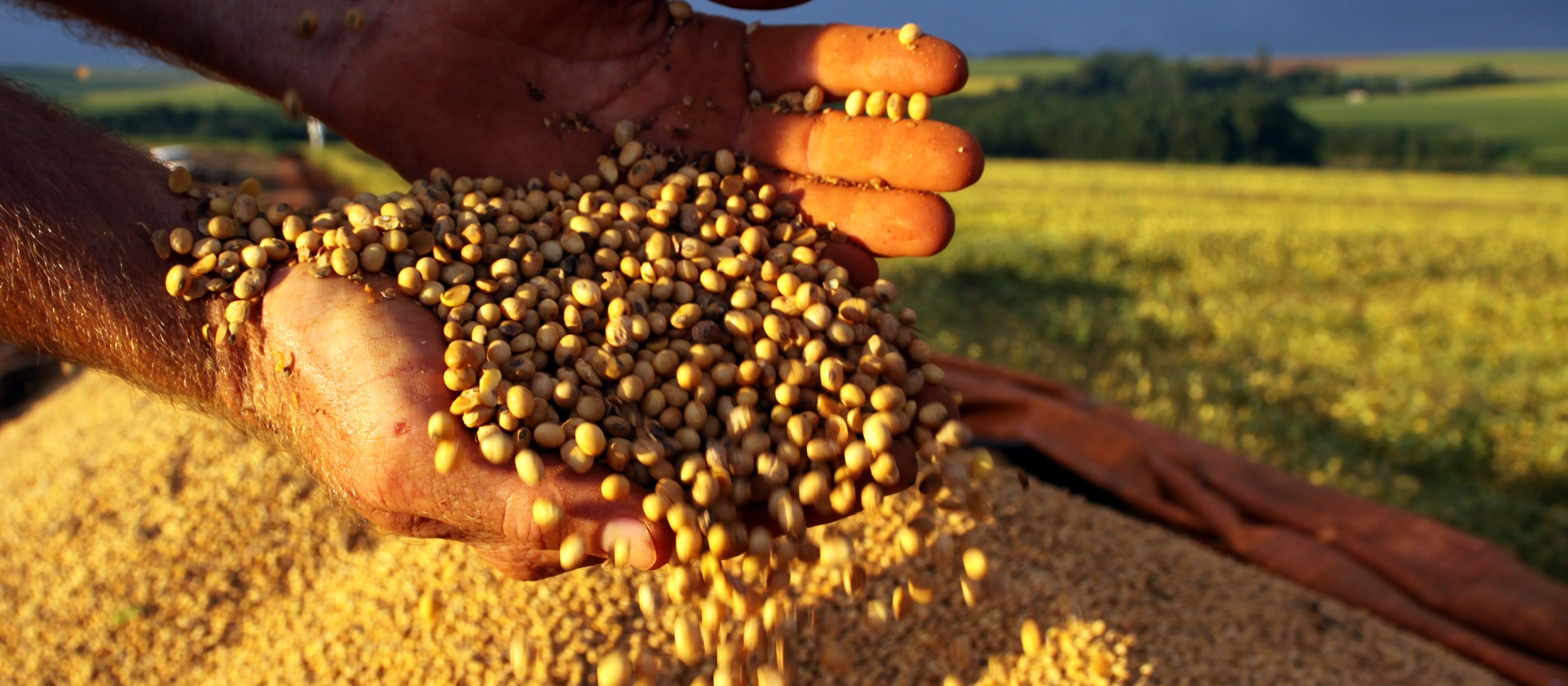 Brasil exportou mais de 8 milhões de toneladas de soja em 2019