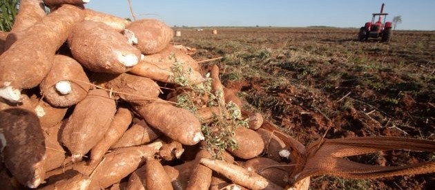 Raiz de mandioca custa R$ 380,00 a tonelada em Campo Mourão 