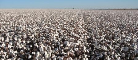 Brasil pode se tornar o segundo maior exportador mundial de algodão