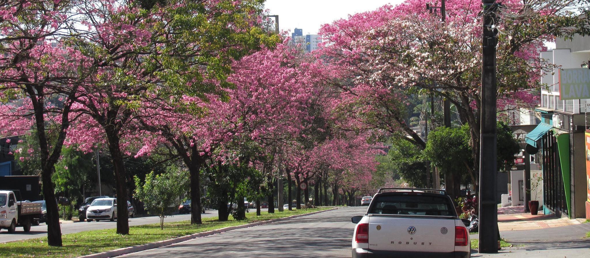 Sol predomina em Maringá nesta quinta (7); máxima prevista é de 28° C