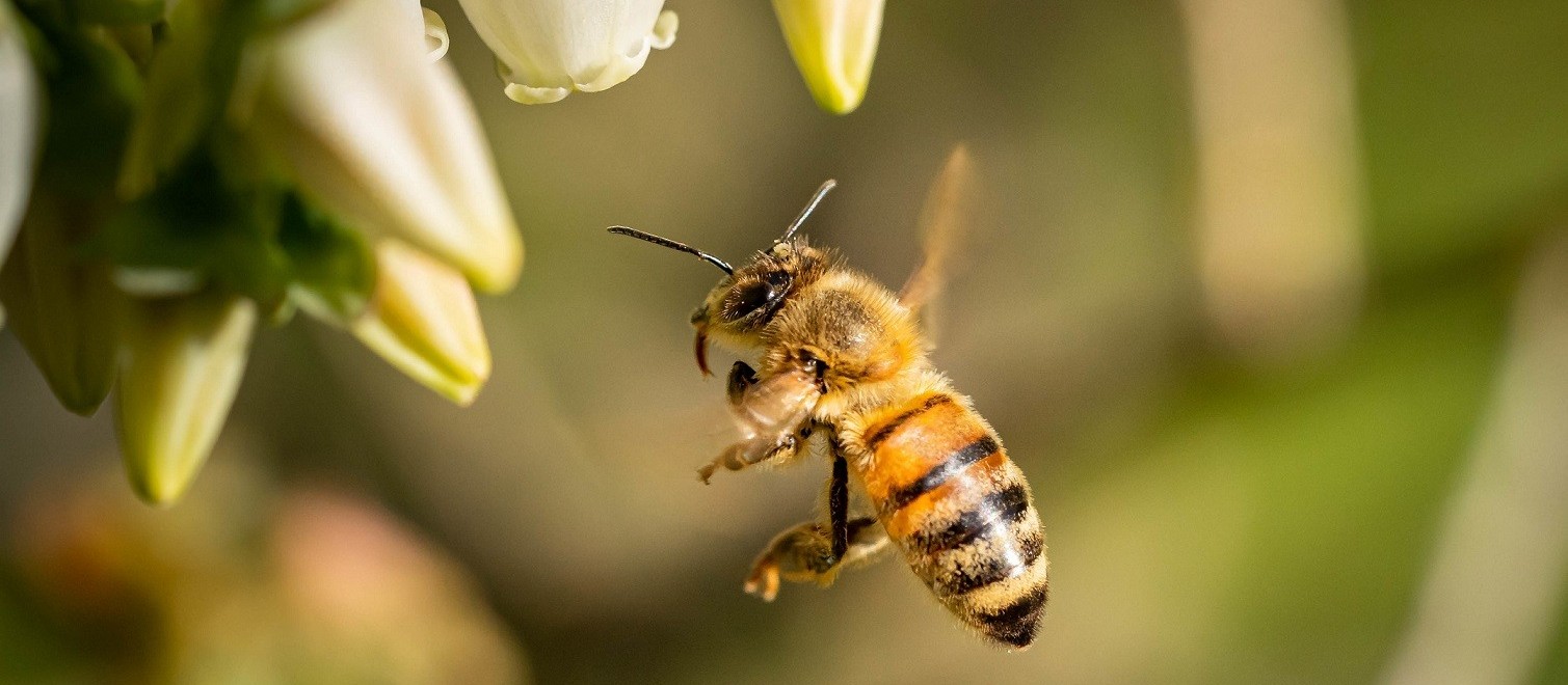 MP denuncia usina por mortandade de abelhas em Paraíso do Norte