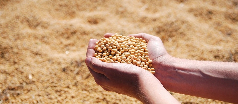 Lucro da soja é de 8,23% para produtor com rendimentos de 55 sacas por hectare