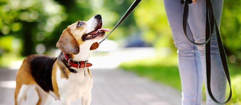 Antes de tomar todas as vacinas, pets não devem passear