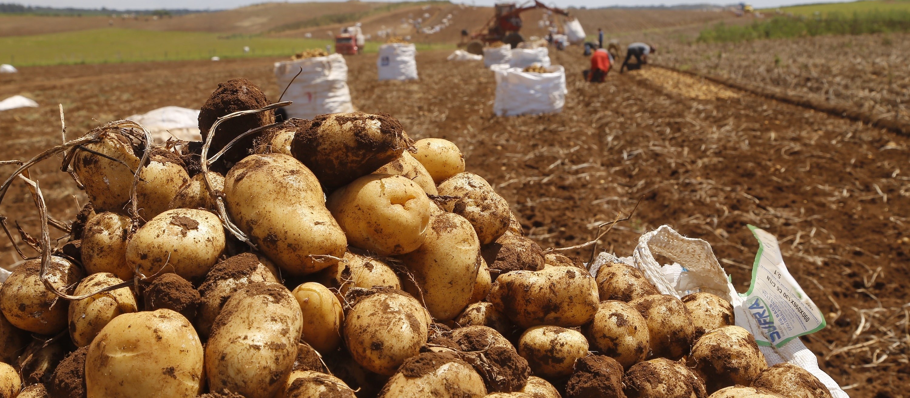 Preços pagos aos produtores de batata e mandioca sobem