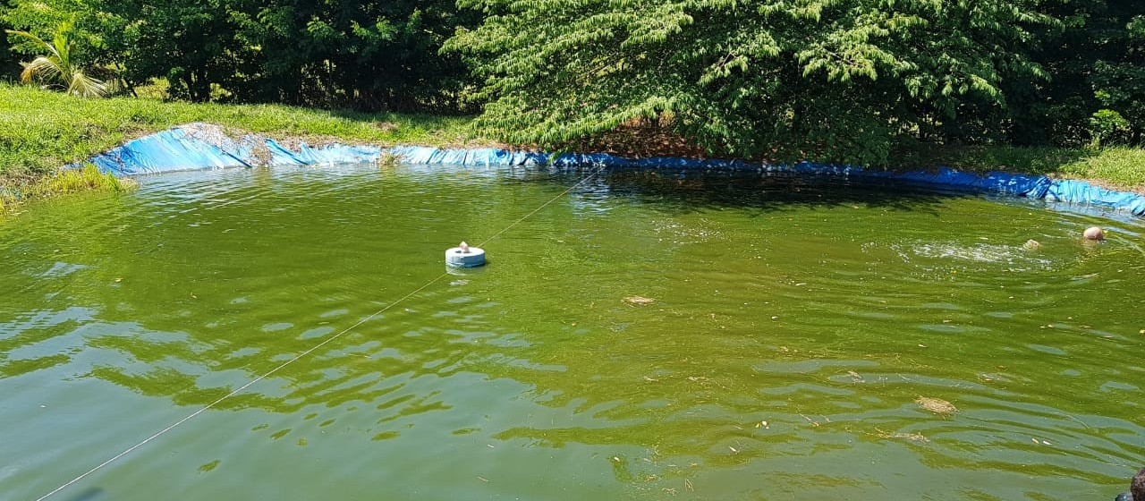 Criança de 5 anos morre afogada em tanque de peixes