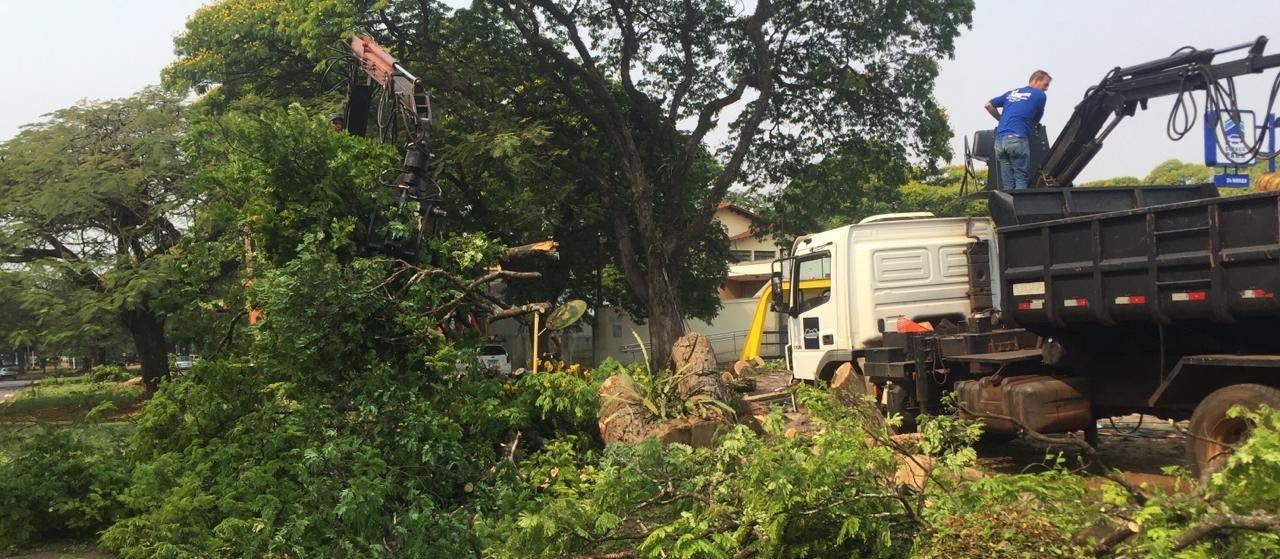 Temporal desse domingo (27) derrubou mais de 30 árvores em Maringá