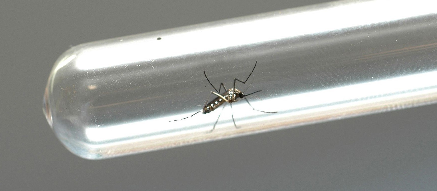 Paraná declara estado de epidemia de dengue. 287 cidades do estado têm casos confirmados da doença