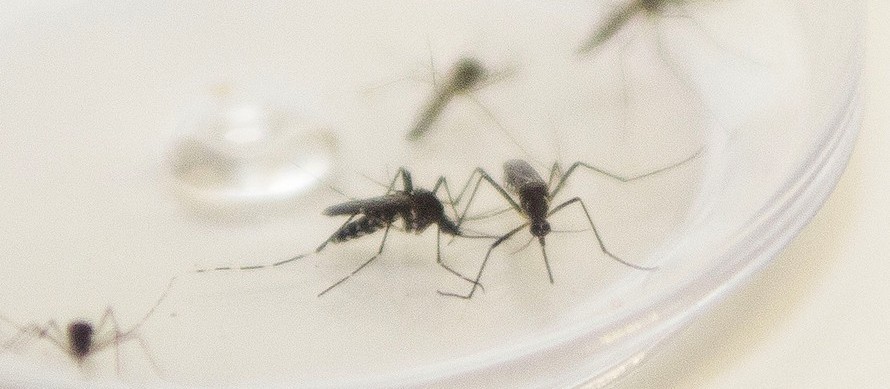 Saúde já confirmou 21 casos de dengue neste ano em Maringá