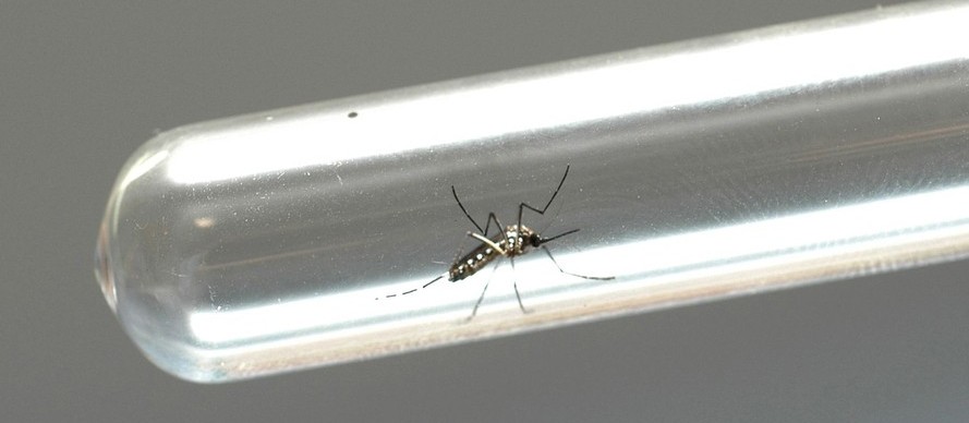Paraná registra 100 novos casos de dengue; 6 em Maringá