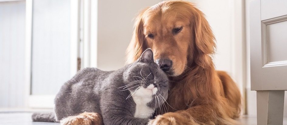 Tempo seco: proteja seu pet da baixa umidade do ar