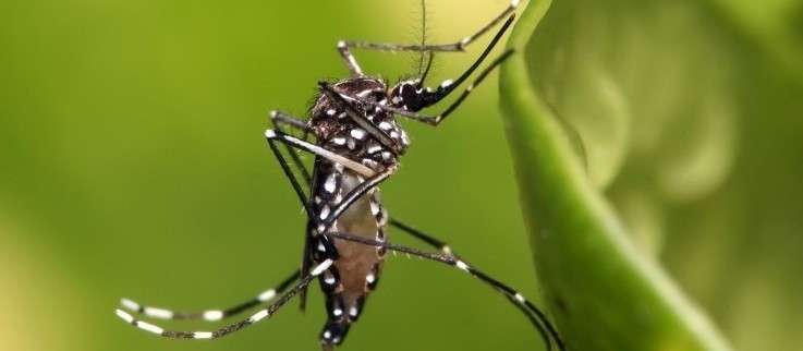 Maringá registra mais de 1.200 casos de dengue em uma semana