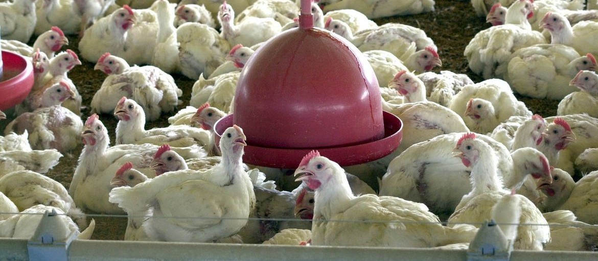 Brasil pode bater recorde de exportação de carne de frango