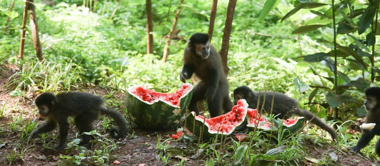 Sema economiza R$ 15 mil mensais com alimentação de animais silvestres