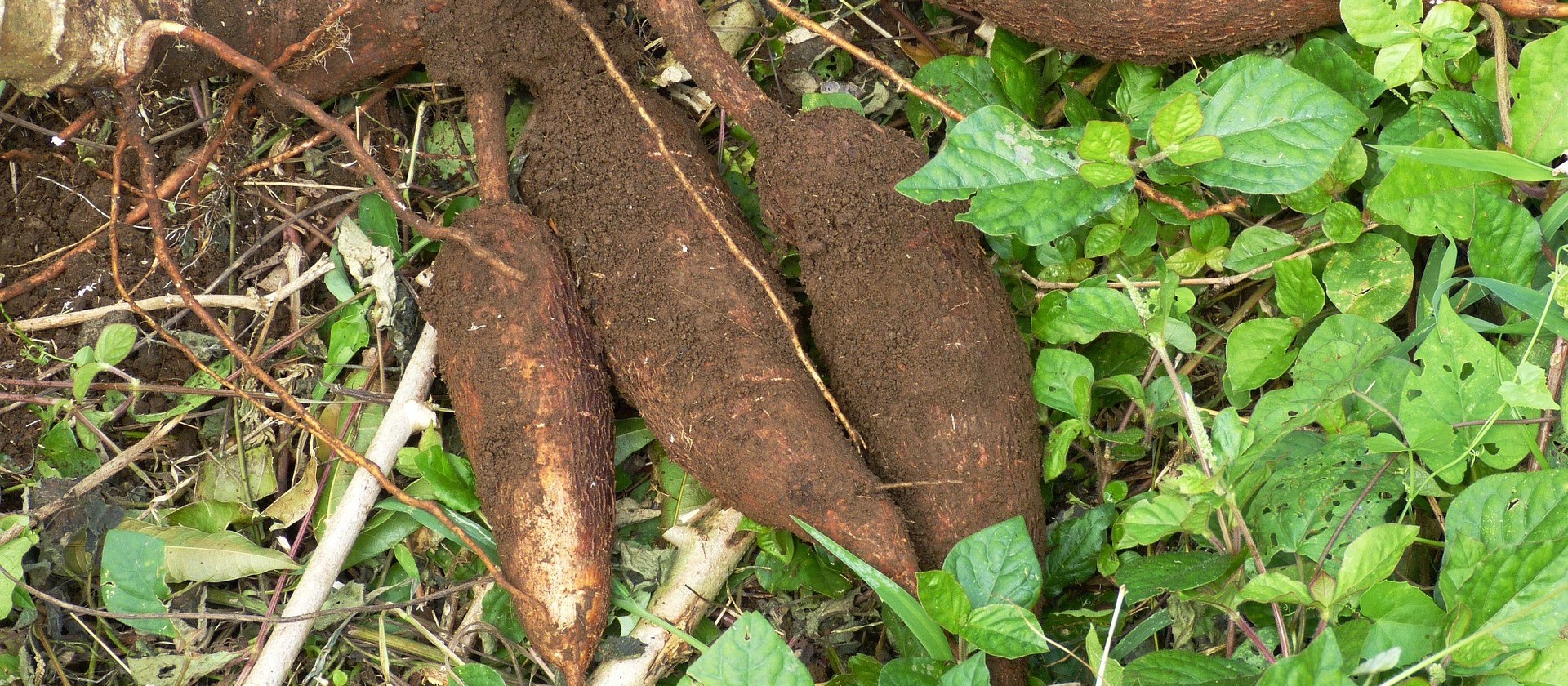 Raiz de mandioca custa R$ 360 a tonelada em Campo Mourão