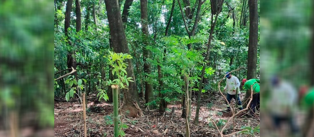Parques de Maringá ganham quase mil novas árvores