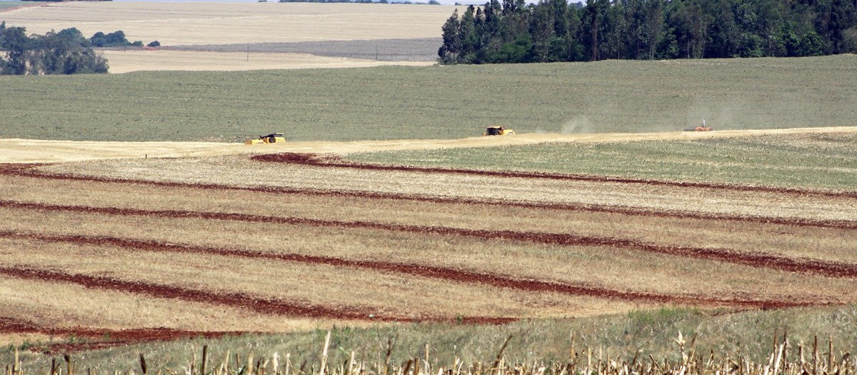 Paraná pode perder o 2º lugar na produção de soja para o RS