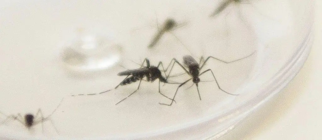 Maringá registra segunda morte por dengue; veja o perfil da vítima