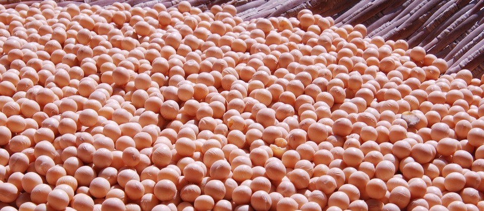 Soja custa R$ 67 em Maringá