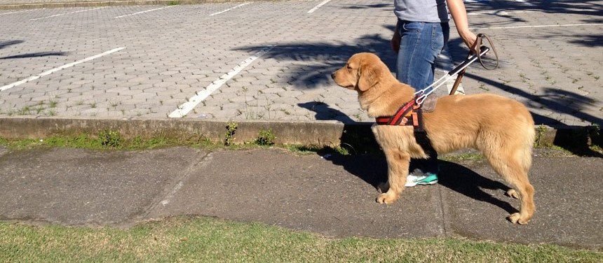 Qualquer raça pode ser cão-guia?