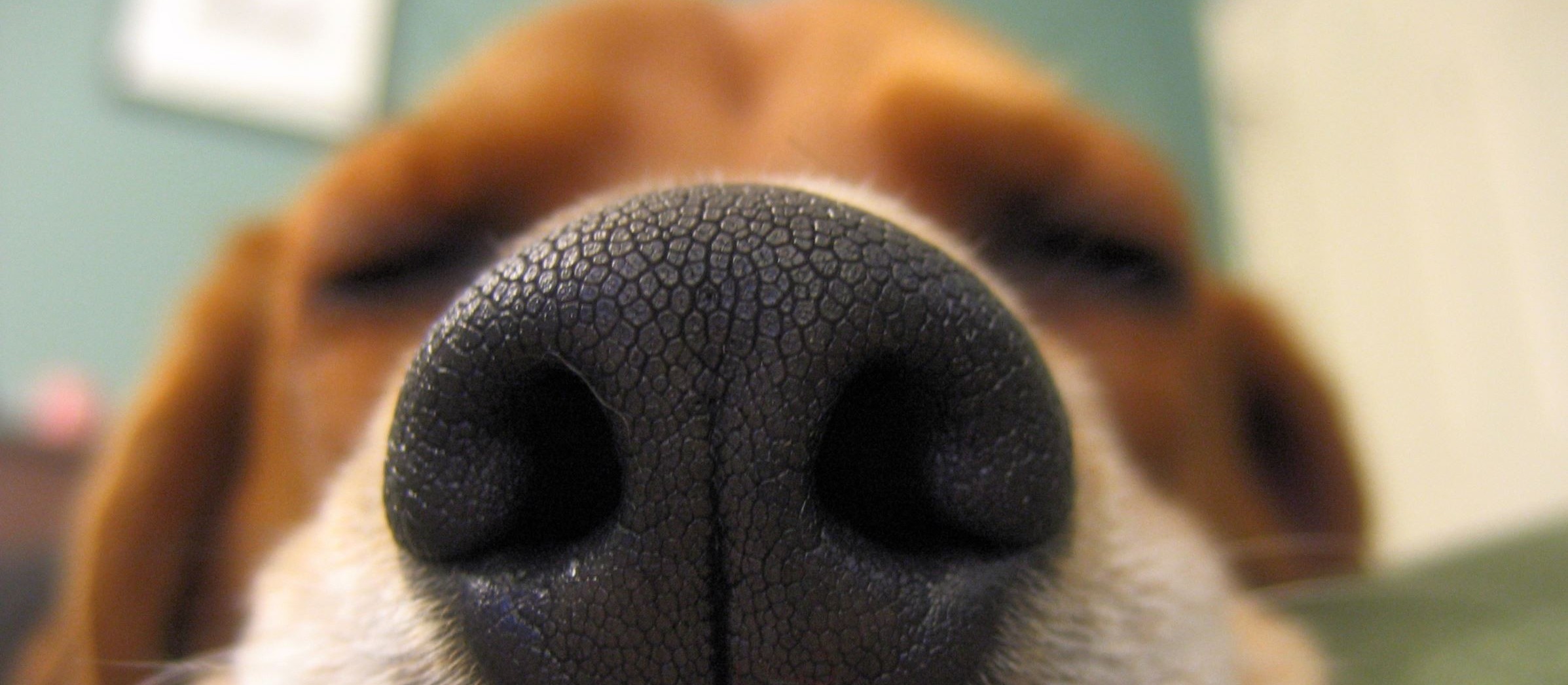 Cães podem detectar câncer em humanos, segundo estudos