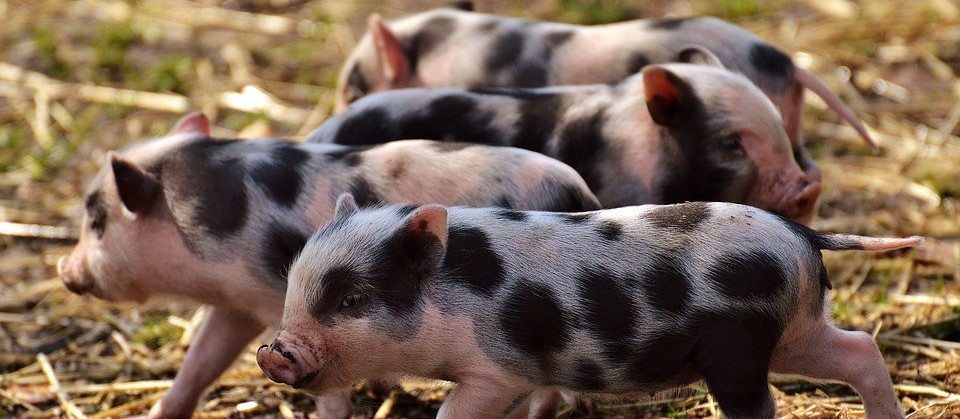 Piauí registra primeiro caso de peste suína clássica