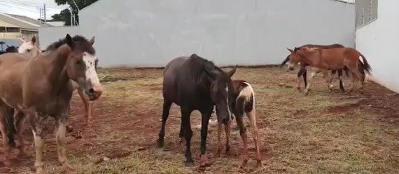 Sarandi e Maringá buscam solução conjunta para cavalos soltos 