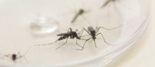 Maringá tem 11 casos suspeitos de dengue