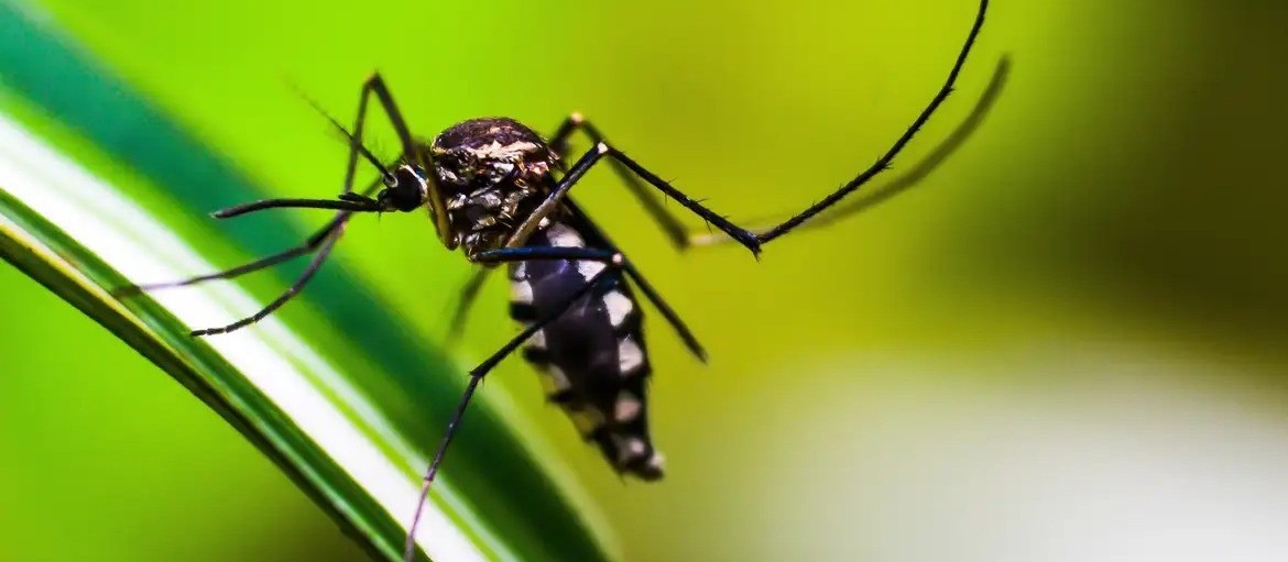 Sarandi, Marialva e Mandaguari registram morte por dengue