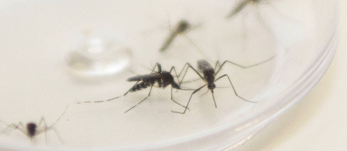 Maringá chega a 2.857 casos confirmados de dengue no atual período epidemiológico, informa boletim da Sesa
