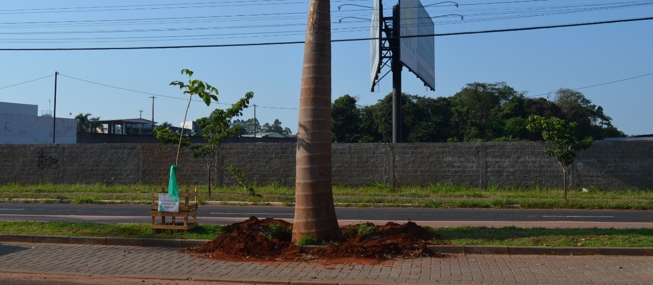 Prefeitura remove árvores plantadas por moradores em canteiro central de Cianorte