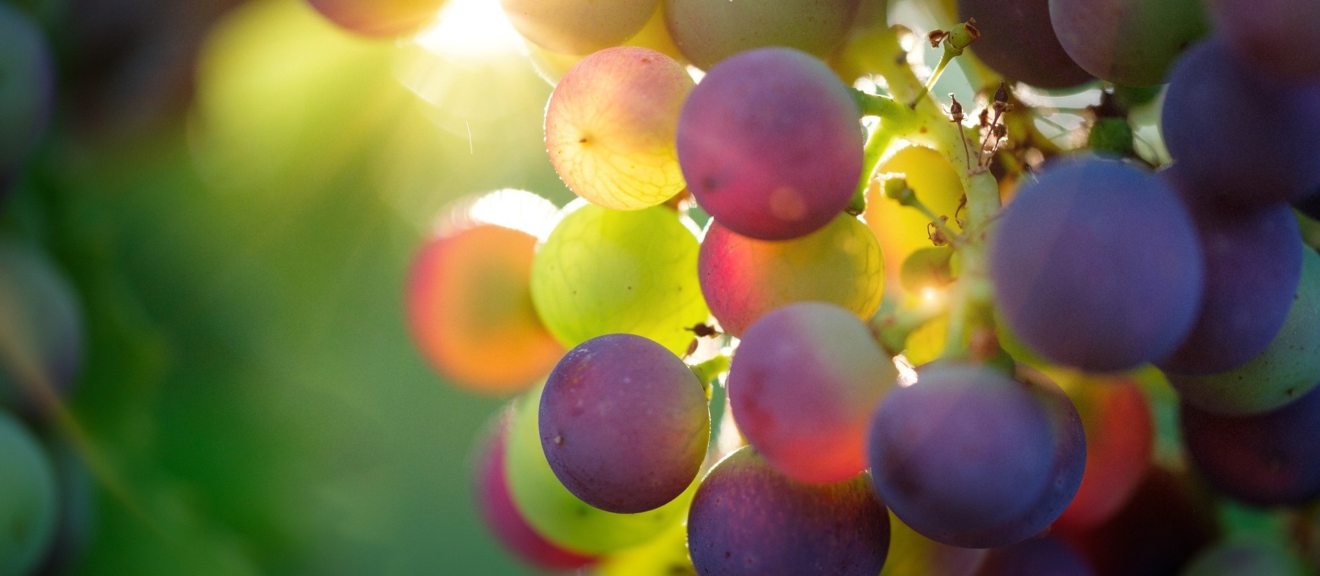 A região não garante a qualidade do vinho