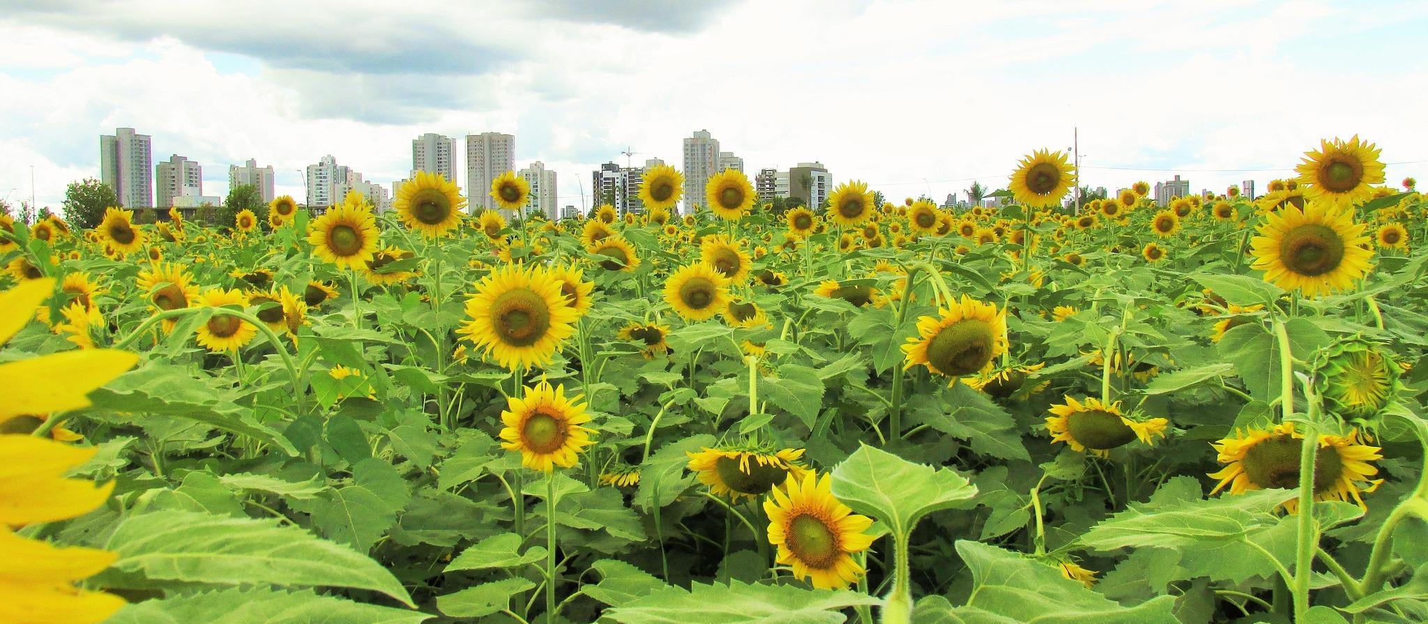 Maringá tem dia nublado e possibilidade de chuva, segundo Simepar