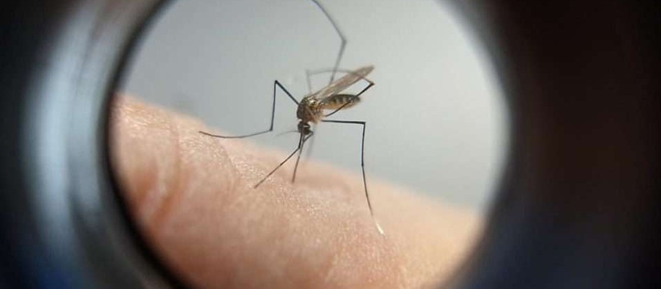 Verão pode ter epidemia de dengue mais agressiva que anterior