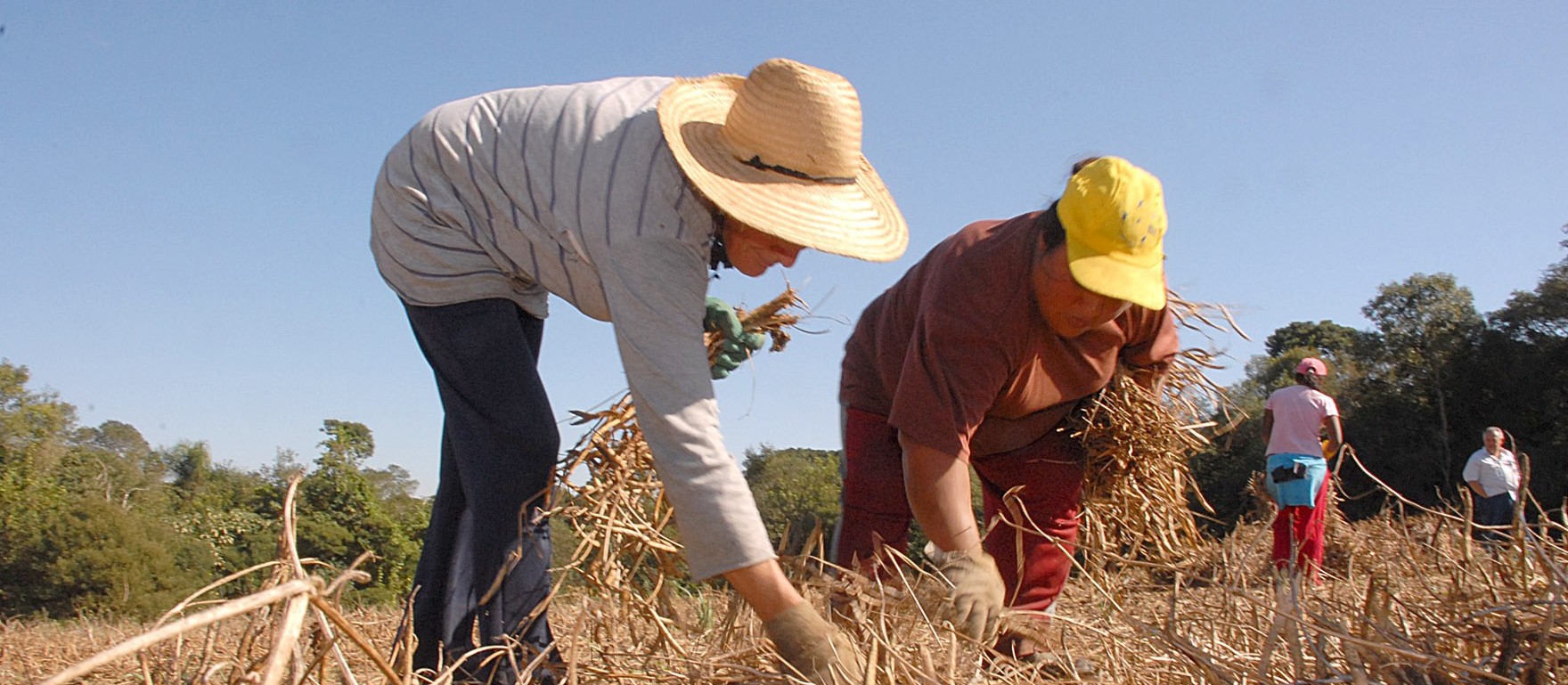 Entenda o que é o Seguro Rural