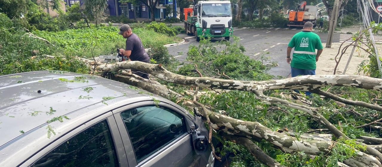 Maringá registrou queda de 32 árvores durante temporal