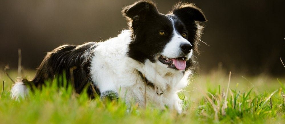 Border Collie, Pastor de Shetheland, Pastor Alemão e a Ivermectina