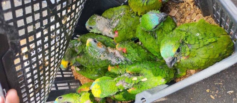 Cetas abriga aves apreendidas durante fiscalização na BR-376