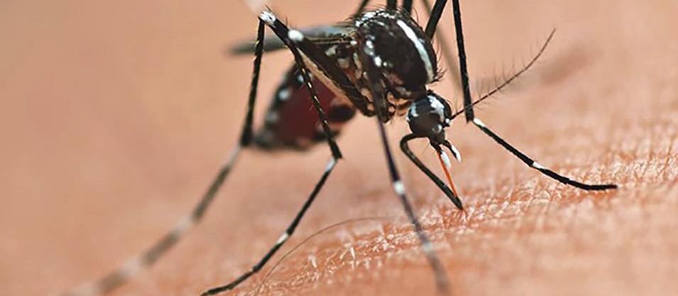 Criança de nove anos morre vítima de dengue em Cambé