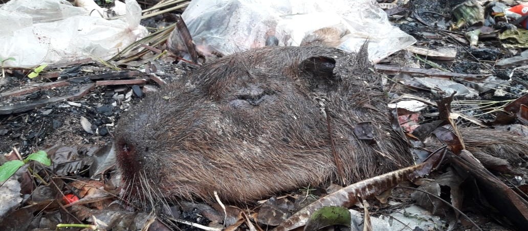 Polícia Ambiental de Maringá investiga a morte de três capivaras