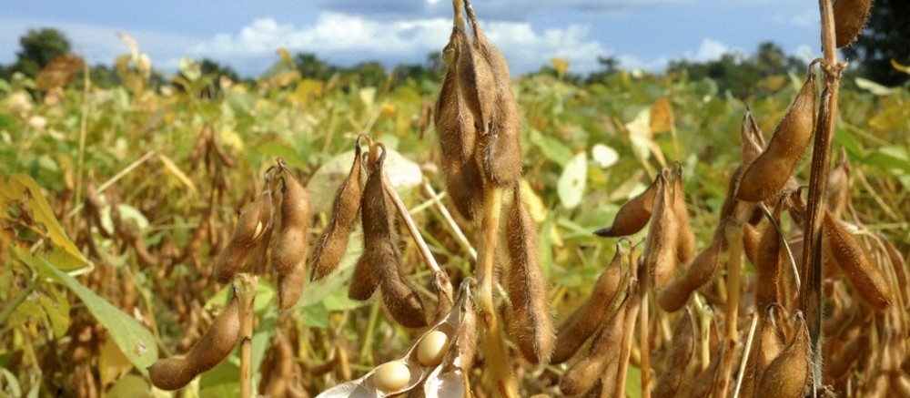 Soja custa R$ 86 a saca em Campo Mourão 