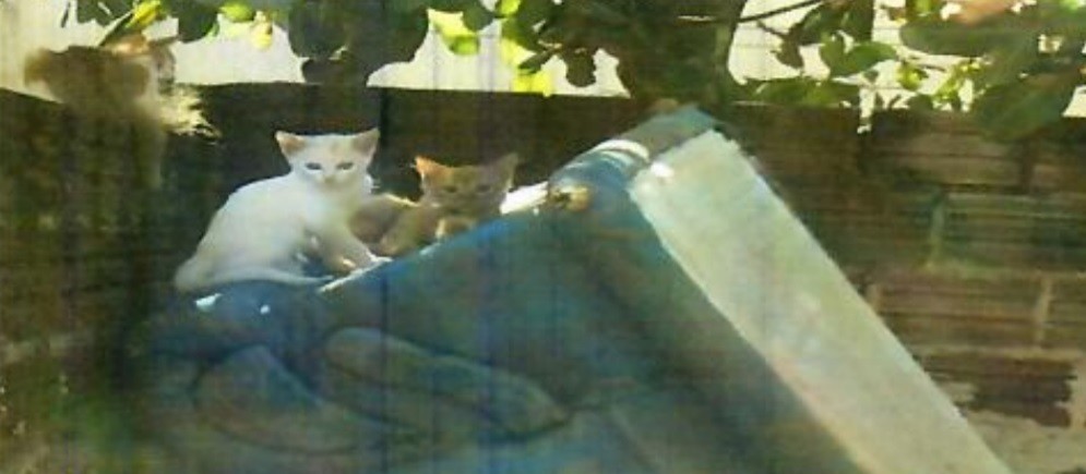 Mulher abandona seis gatos em Maringá e é multada
