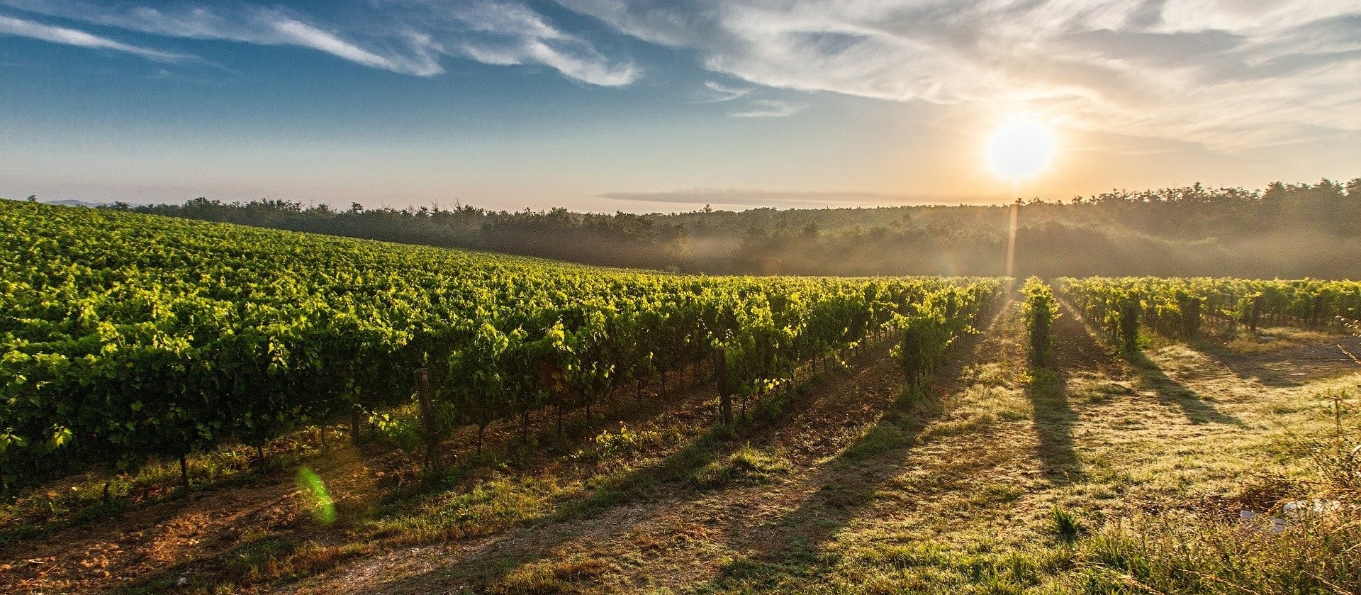 Itália, em termos de vinho, é líder mundial em produção