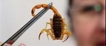 Escorpião amarelo pica criança de quase dois anos em Maringá