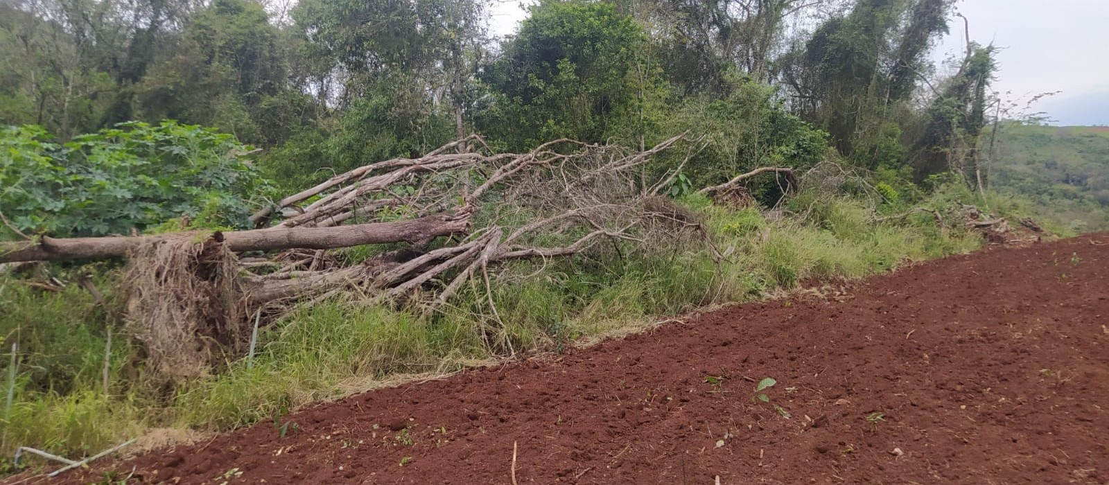 Polícia prende homem e aplica multa de R$ 177 mil por destruição de bioma