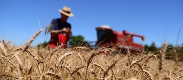 Previsão de tempo seco no Paraná preocupa produtores de trigo 