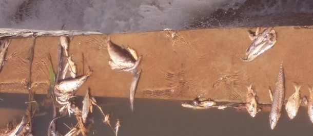 Farinheira é multada em R$ 60 mil por poluir rio e causar morte de peixes