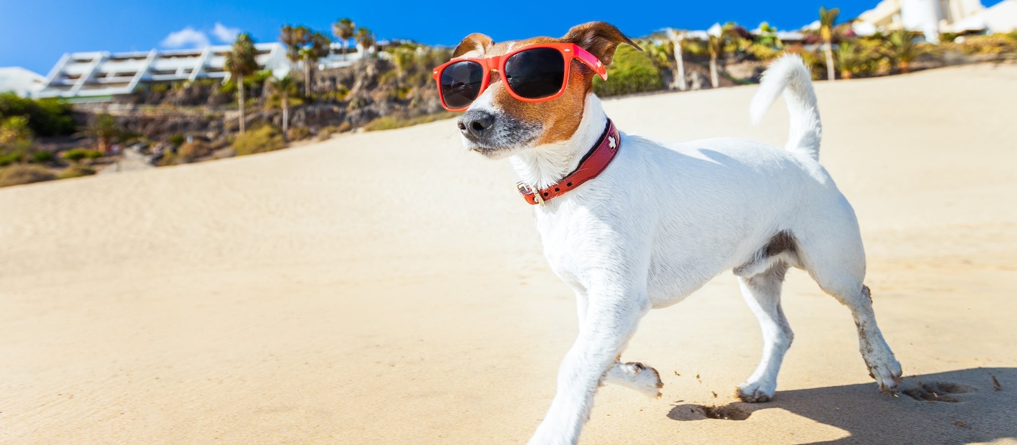 Verão exige atenção ao bem-estar e à saúde dos bichinhos