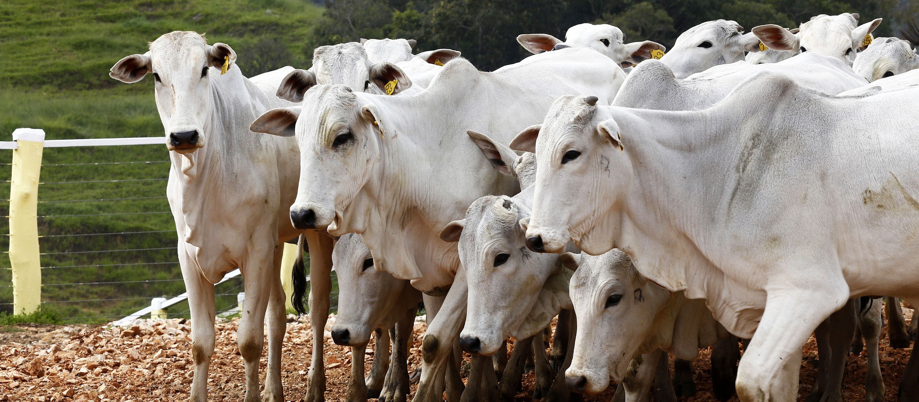 Após três anos de queda, abate de bovinos volta a crescer